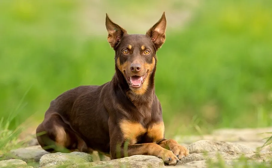Australian Kelpie
